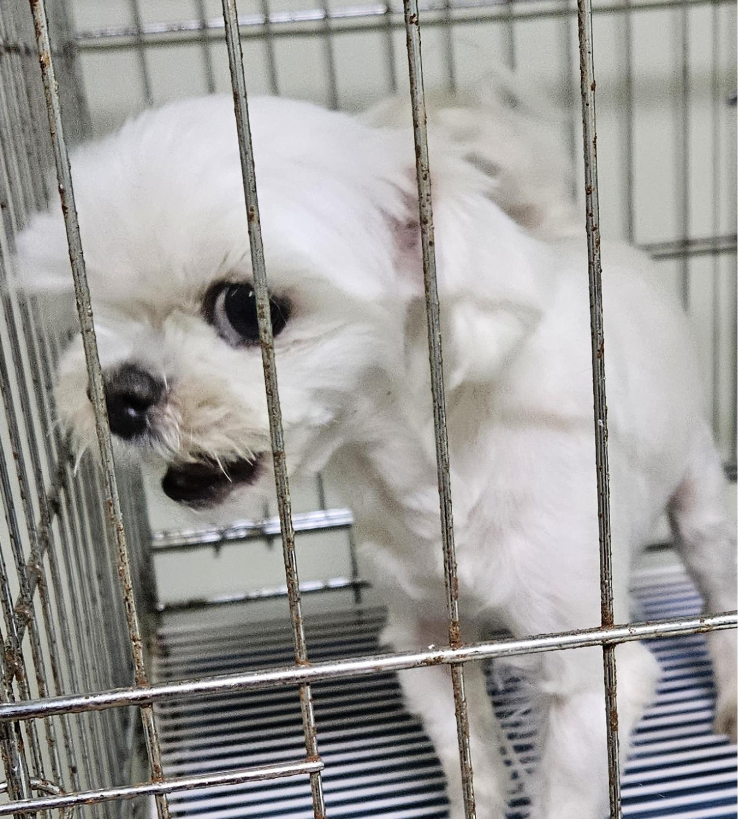 대구유기동물보호협회_427345202300845